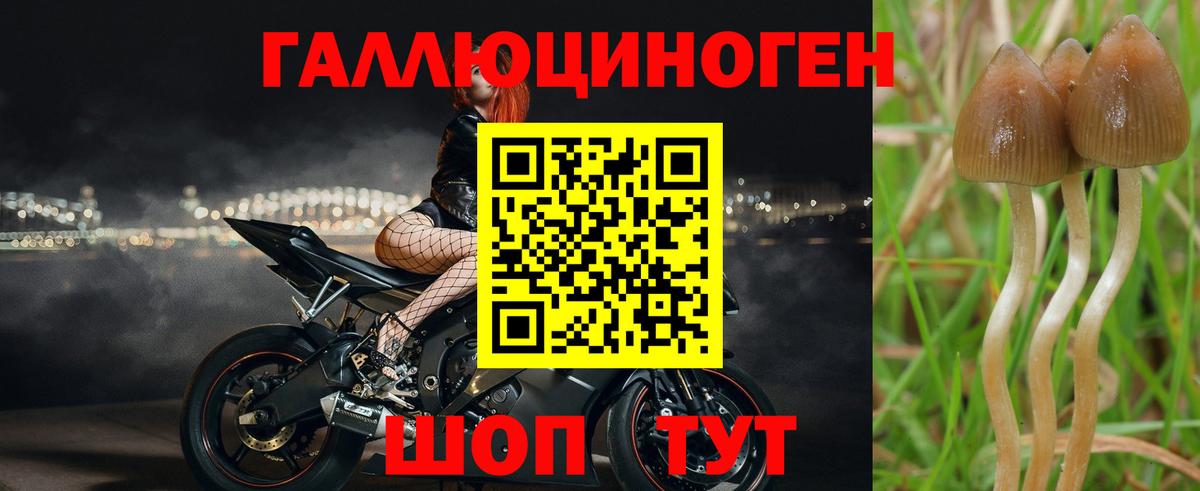 Галлюциногенные грибы Psilocybe Казань